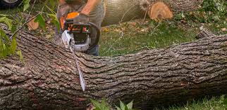 How Our Tree Care Process Works  in  Caryville, TN